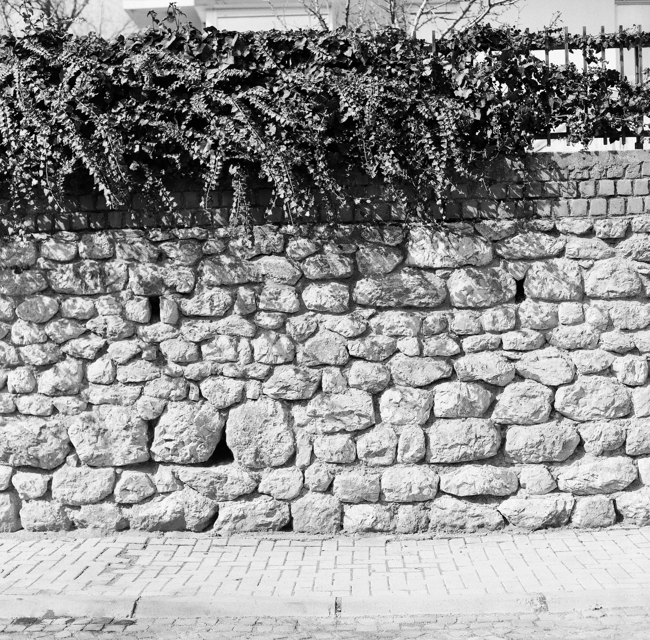 Black and white photograph of a dry stone wall. Neat brick paving runs along the base and the coursed stone sits above it, and the top of the wall disappears under a dense tangle of trailing vines.